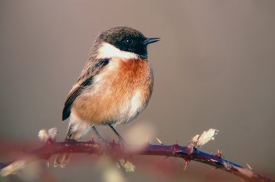 Roodborsttapuit / Common Stonechat