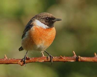 Roodborsttapuit / Common Stonechat