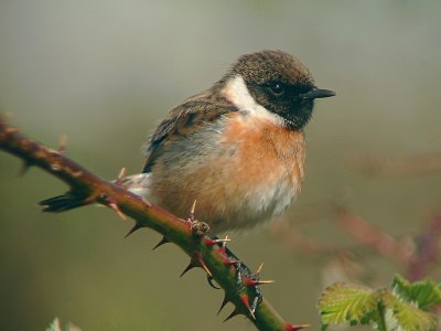 Roodborsttapuit / Common Stonechat