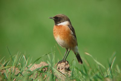 Roodborsttapuit / Common Stonechat