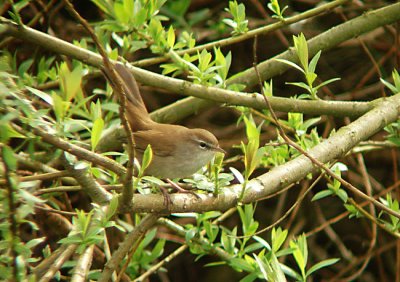 Cetti's zanger / Cetti's Warbler