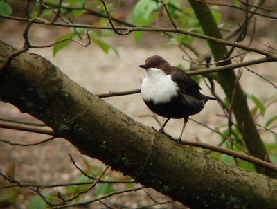 Waterspreeuw / White-throated Dipper