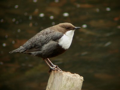 Waterspreeuw / White-throated Dipper