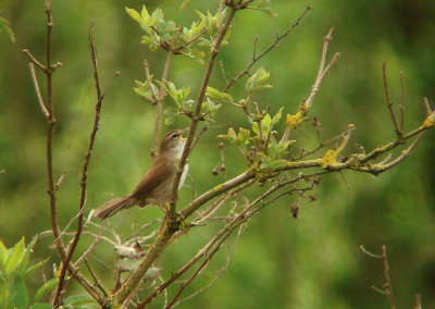 Cetti's zanger / Cetti's Warbler