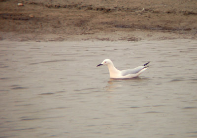 Dunbekmeeuw / Slender-billed Gull