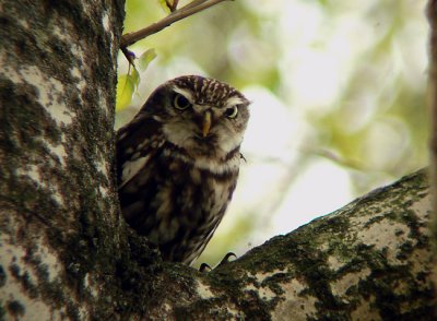 Steenuil / Little Owl