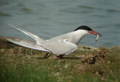 Visdief / Common Tern