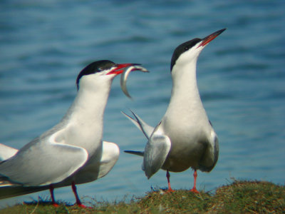 Visdief / Common Tern