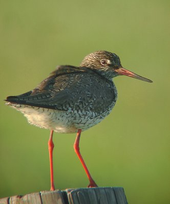 Tureluur / Spotted Redshank