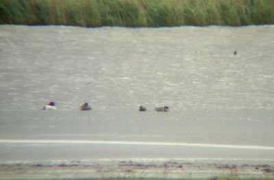 Amerikaanse wintertaling / Green-winged Teal