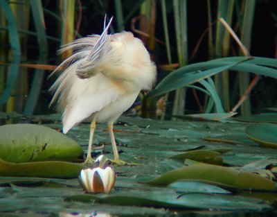 Ralreiger / Squacco Heron