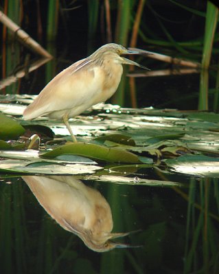 Ralreiger / Squacco Heron