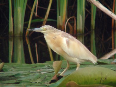 Ralreiger / Squacco Heron