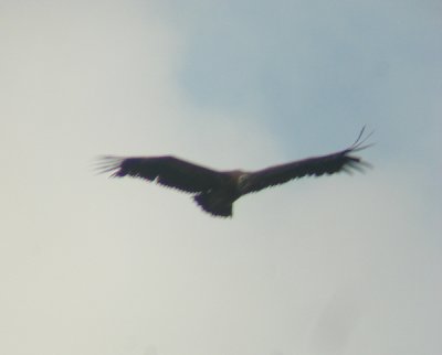 Vale gier / Griffon Vulture