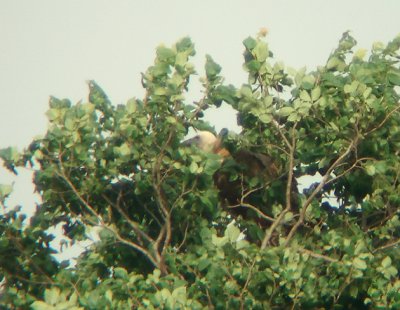 Vale gier / Griffon Vulture