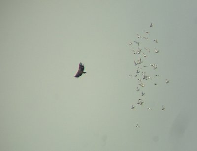 Vale gier / Griffon Vulture