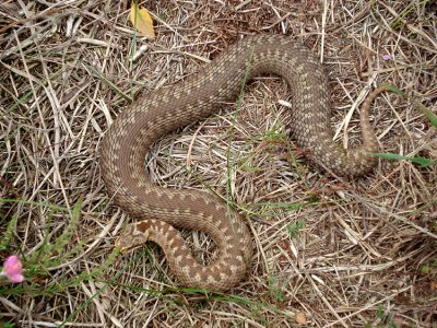 Adder
