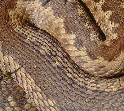 Adder