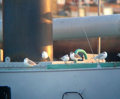 Lachmeeuw / Laughing Gull