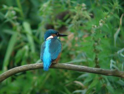 IJsvogel / Kingfisher