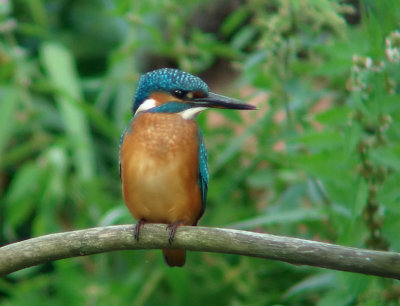 IJsvogel / Kingfisher