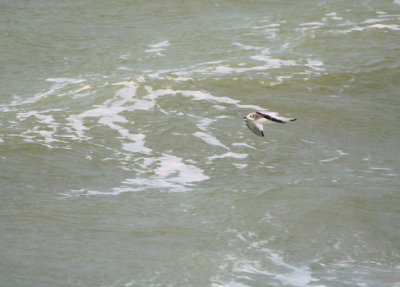 Vorkstaartmeeuw / Sabine's Gull