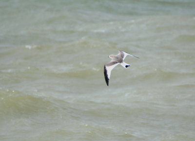 Vorkstaartmeeuw / Sabine's Gull