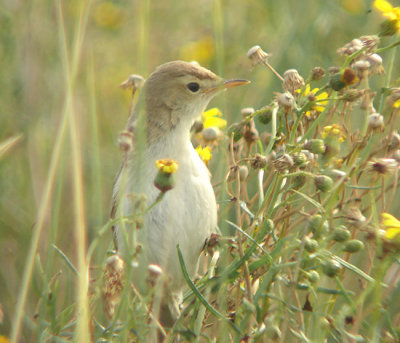 Kleine spotvogel / Booted Warbler
