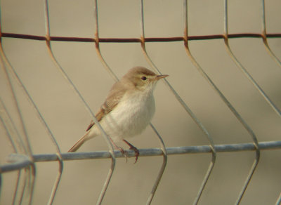 Kleine spotvogel / Booted Warbler