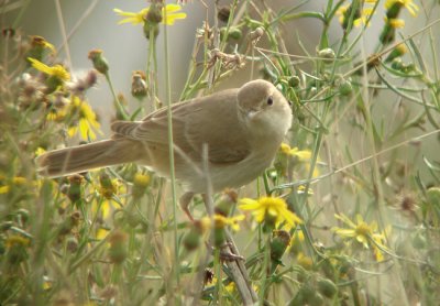 Kleine spotvogel / Booted Warbler