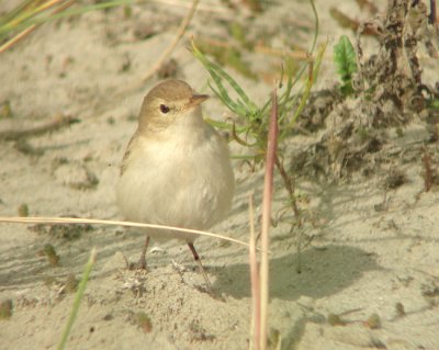 Kleine spotvogel / Booted Warbler