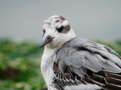 Rosse franjepoot / Grey Phalarope