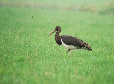 Zwarte ooievaar / Black Stork