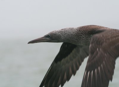 Jan-van-Gent / Gannet