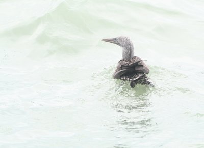 Jan-van-Gent / Gannet