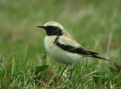 Woestijntapuit / Desert Wheatear