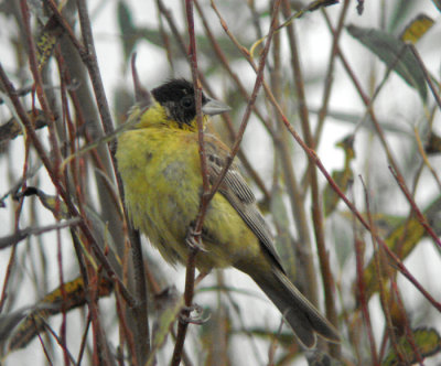 Zwartkopgors / Black-headed Bunting