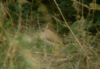 Kleine spotvogel / Booted Warbler