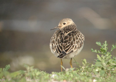 Blonde ruiter / Buff-breasted Sandpiper