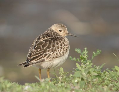 Blonde ruiter / Buff-breasted Sandpiper