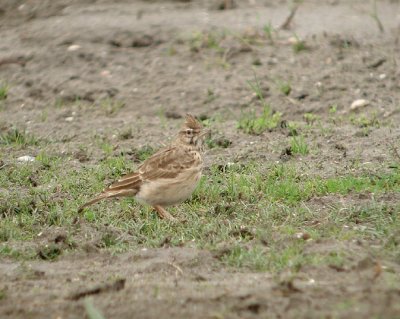 Kuifleeuwerik / Crested Lark