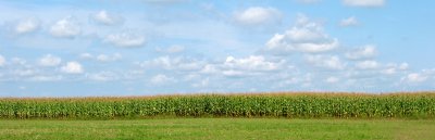 Connecticut Cornfield