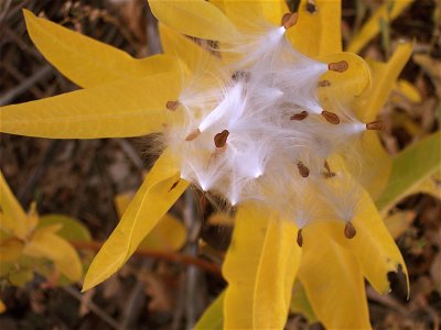 Milkweed
