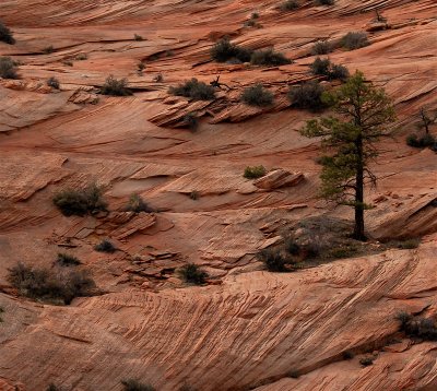 Sandstone Tree