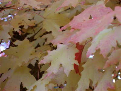 Pale Maples