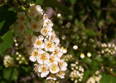 Spring Blossoms
