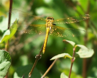 Yellow dragonfly