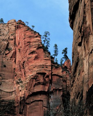 Zion National Park Trees