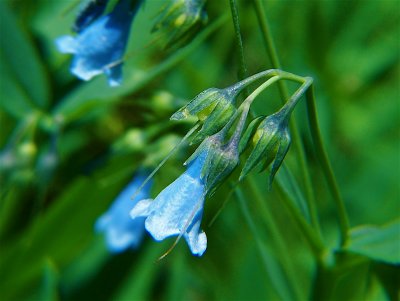 Mountain Bluebell