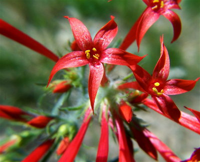 Skyrocket Gilia